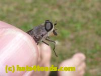 /home//u458753944/public_html/sourcegallery//Insects and small critters/flies (Diptera)/P1040890.JPG